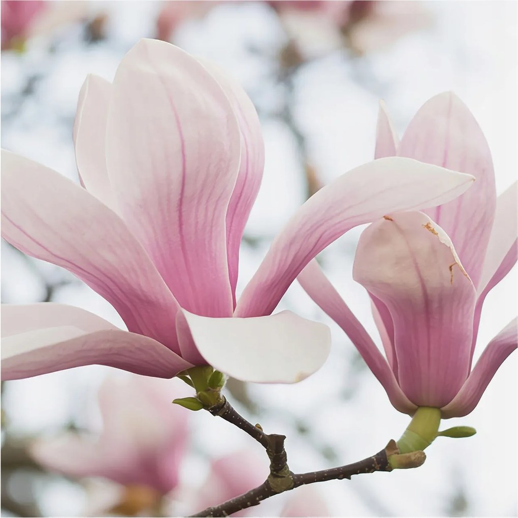 Fotótapéta Flizelina Nappali és Hálószoba Irodába Magnólia virágok 250x250