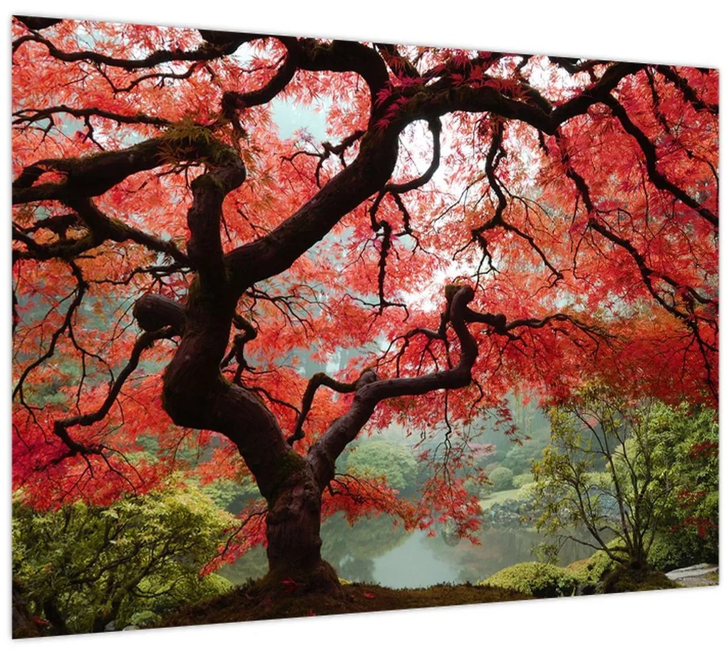 Red Japanese Maple, Portland, Oregon képe (üvegen) (70x50 cm)