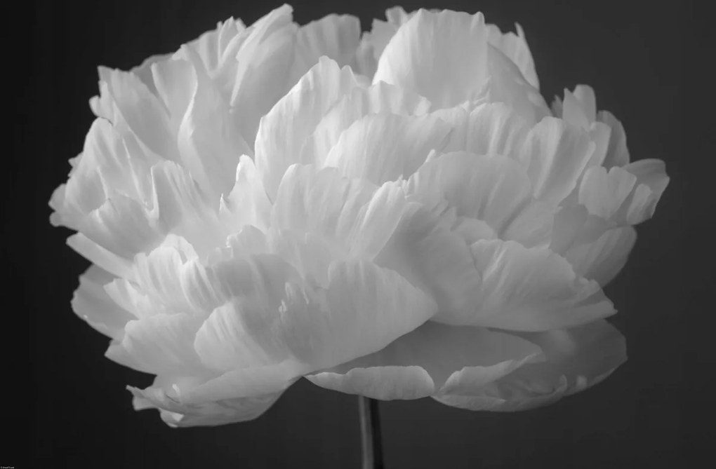 Poszter 91,5x60cm Bazsarózsa virág 2, Assaf Frank