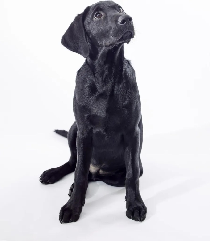 Poszter 60x80cm Fekete labrador, fehér alapon, Assaf Frank