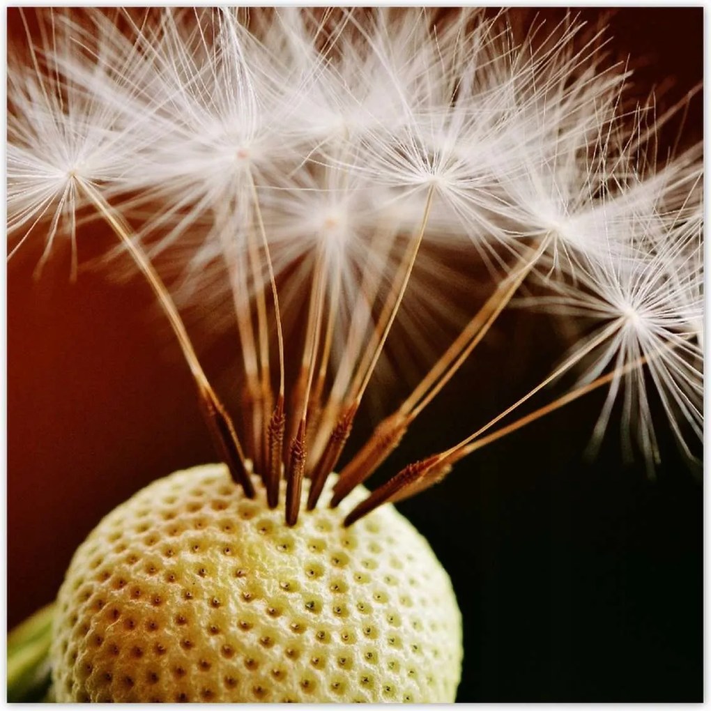 Poszterek 100x100 Pitypang Virág Virágok