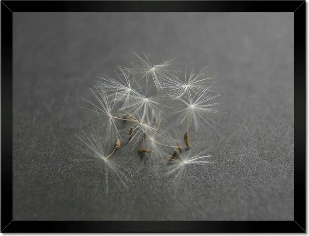 Poszterek keretben 40x30 Pitypang Virág Virágok