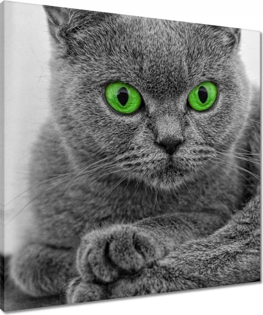 Vászonkép 60x60 Macska zöld szemekkel
