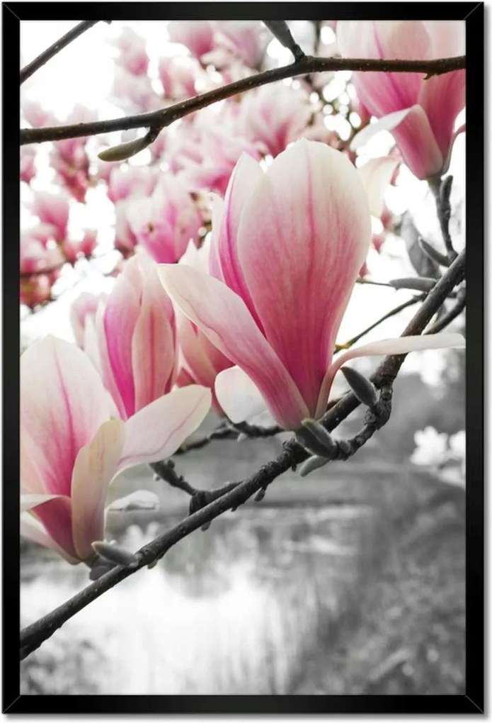 Poszterek keretben 40x60 Magnólia Virágok