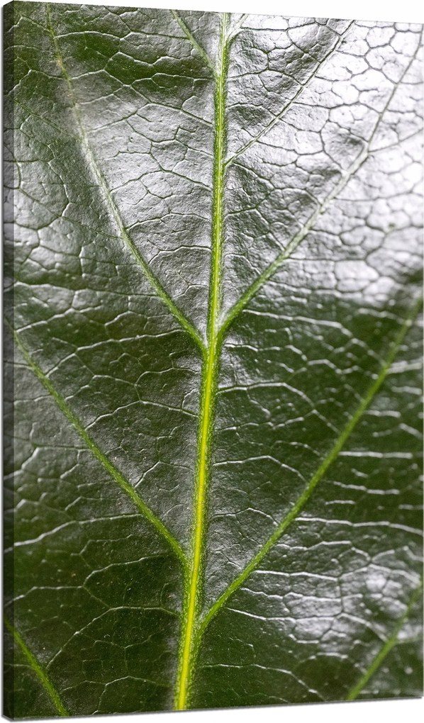 Botanika Vászonkép Zöld levél 70x120 cm