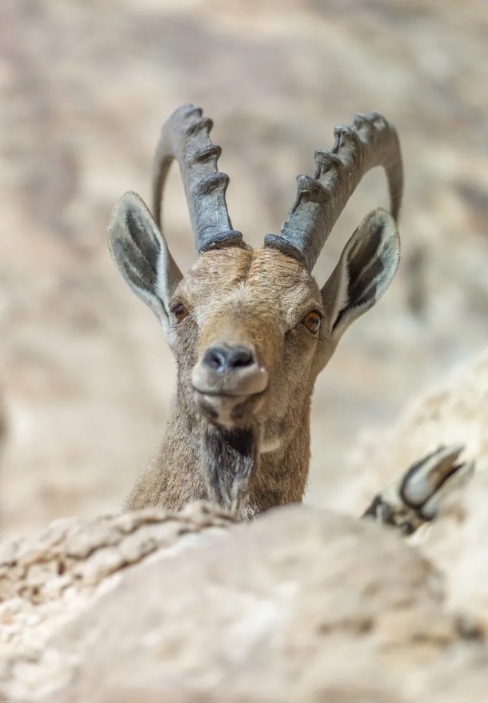 Poszter 68x98cm Nubiana Ibex 5, Assaf Frank