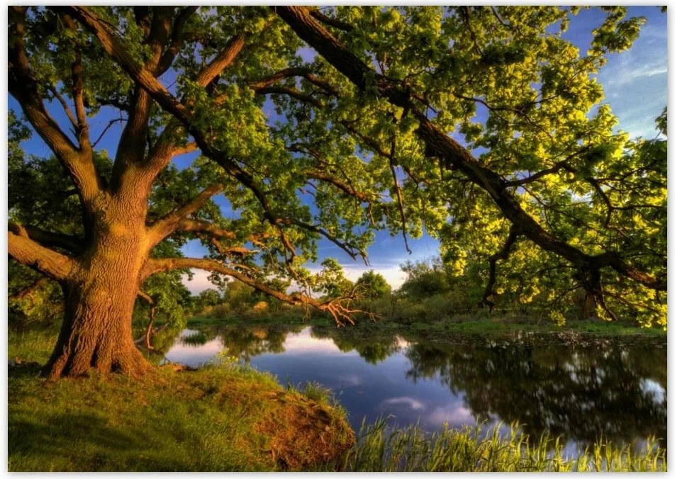 Poszterek A3 Szint Tölgy a croissant-ban
