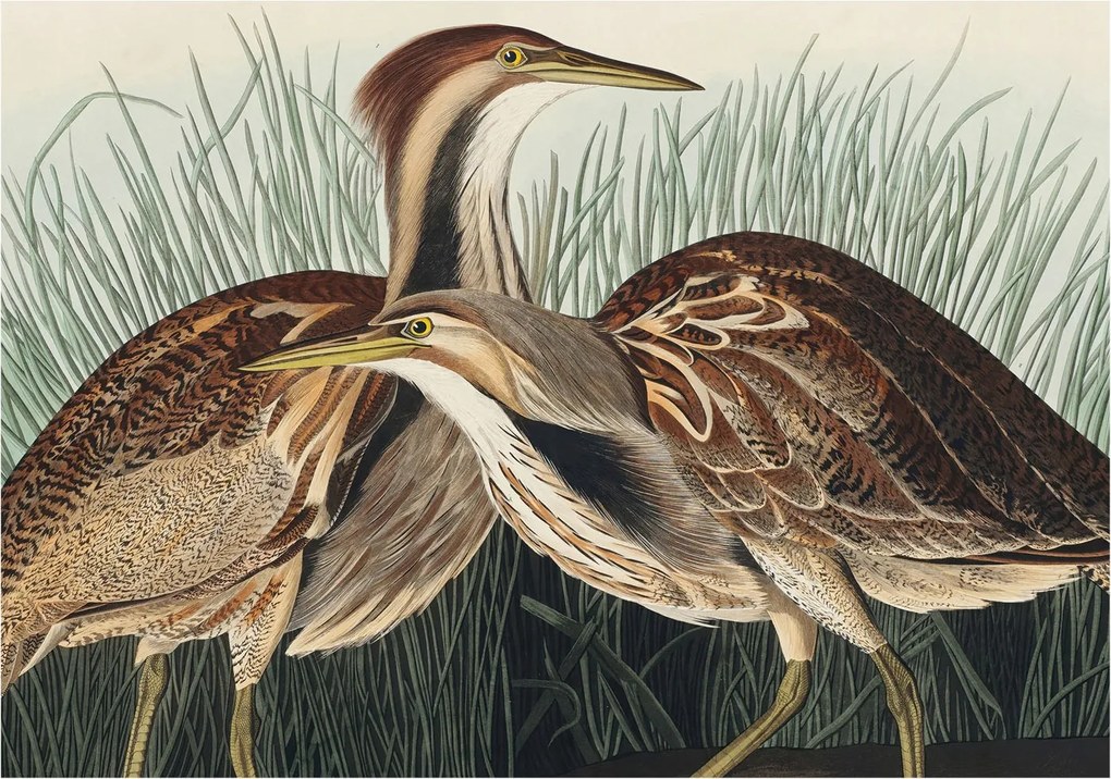 Fotótapéta Flizelin Fali szett Realisztikus madarak 312x219 ragasztóval