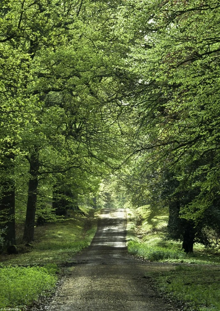 Poszter 21x29,7cm Tavaszi erdei ösvény, Assaf Frank