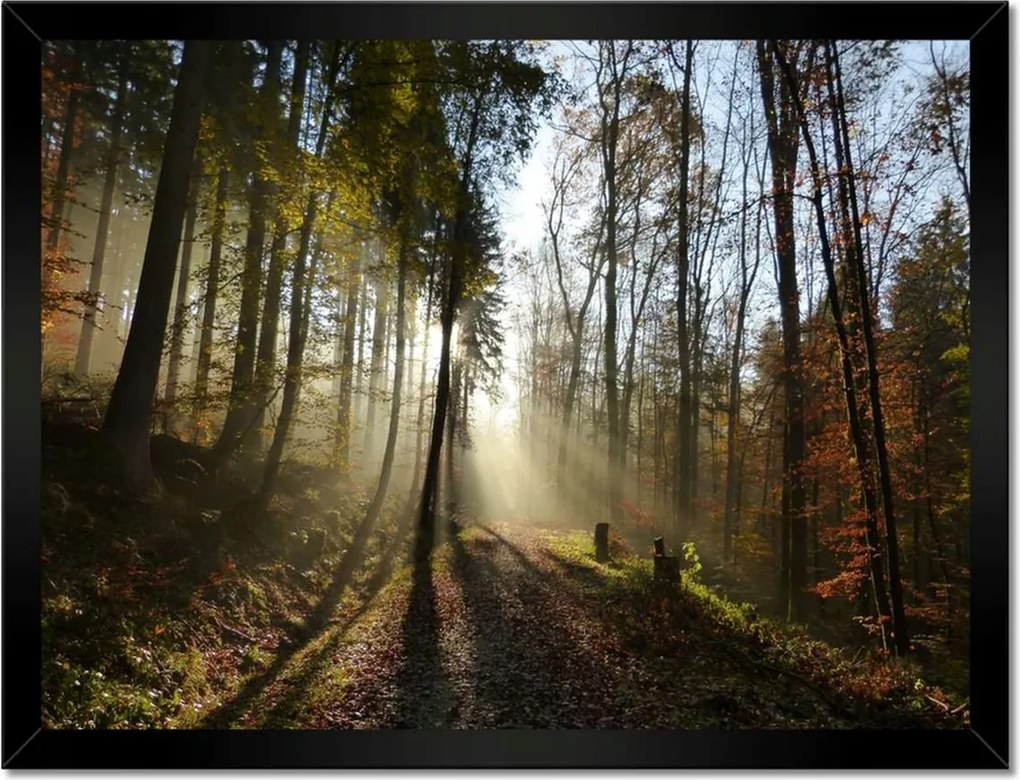 Poszterek keretben 40x30 Napfelkelte az erdőben