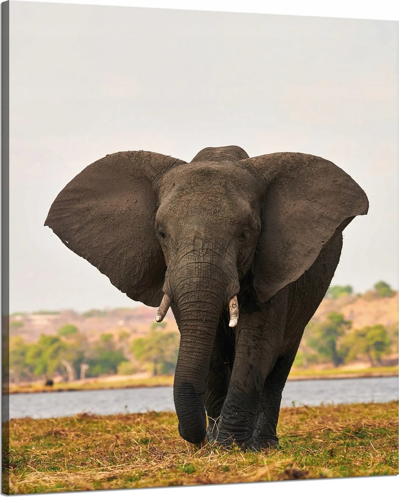 Vászonkép Nagy Szürke Elefánt a szavannán 80x100 cm Ideális ajándék