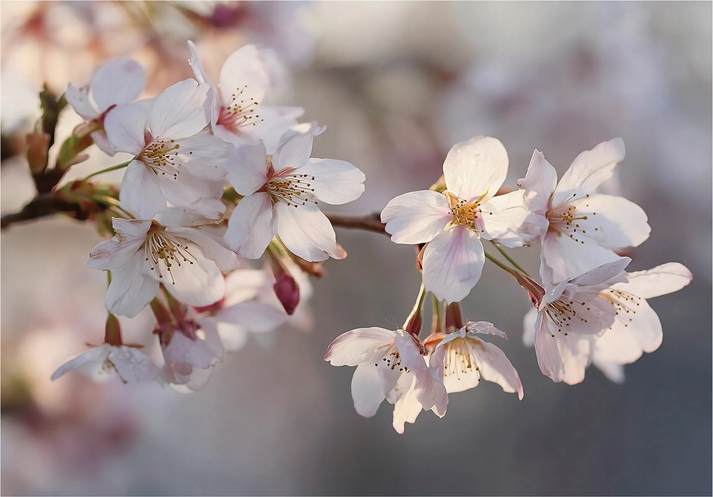 Fotótapéta Cseresznyevirágok Természet Hálószoba Nappali Tapéta Flizelina 150x105