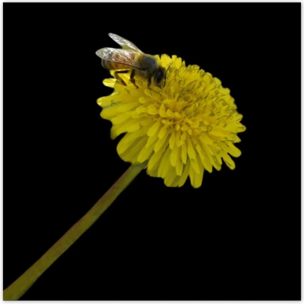 Poszterek 30x30 Méhecske a pitypangon