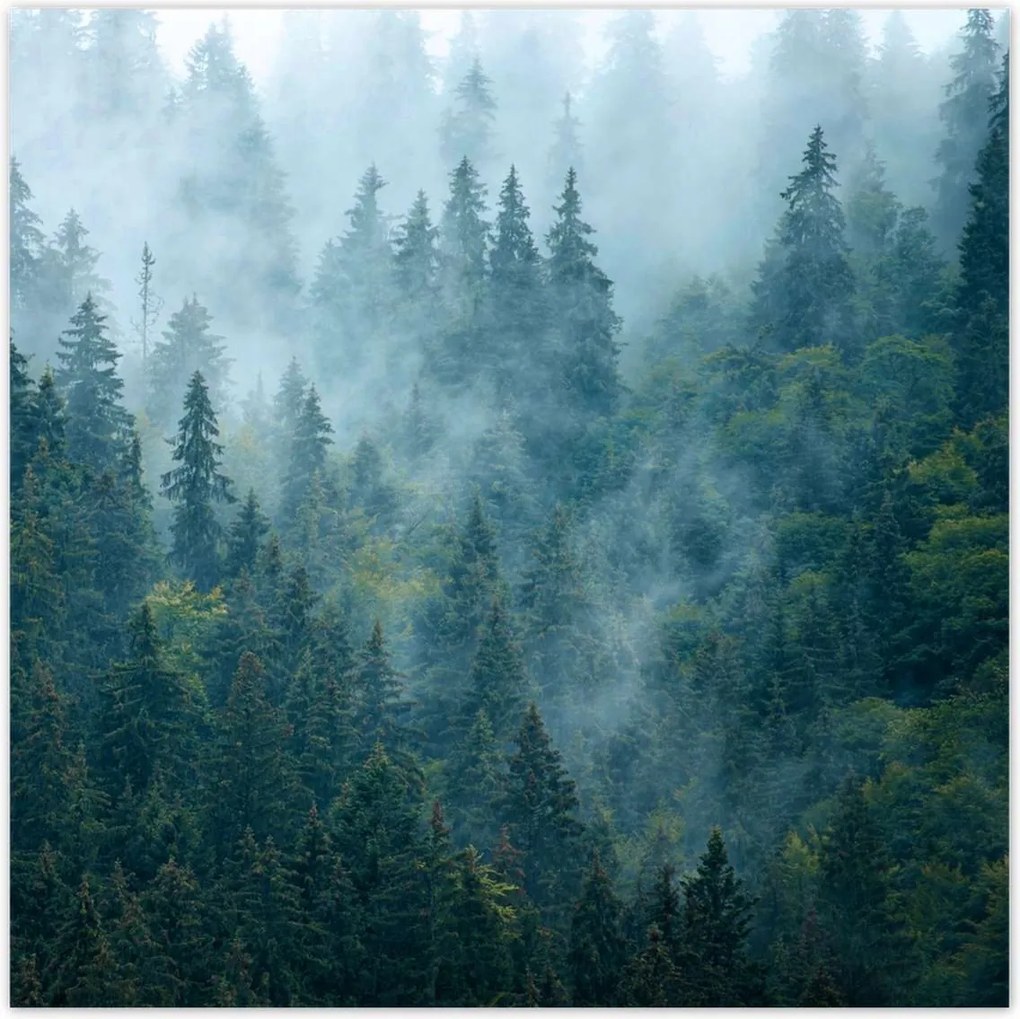 Poszterek 70x70 Erdő a ködben Utazás