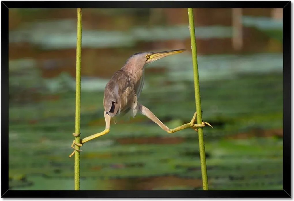 Poszterek keretben 60x40 Kalapos madár Tájkép Kilátás