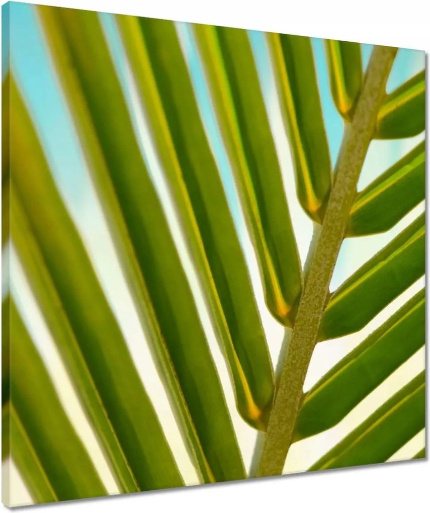 Vászonkép 50x50 Pálmalevél Levél