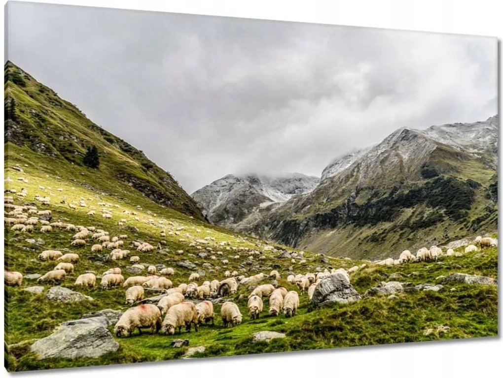 Vászonkép 120x80 Juh legeltetés Bárányok