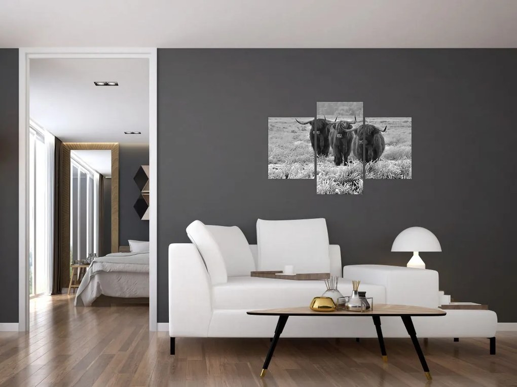 Kép - Skót tehenek (90x60 cm)