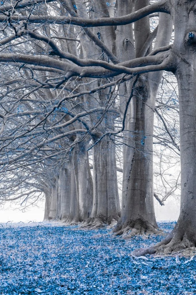 Poszter 40x60cm Fák egy sorban Kék levelek, Assaf Frank