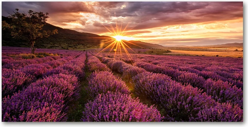 Fotó kép edzett üveg Levendula mező 140x70