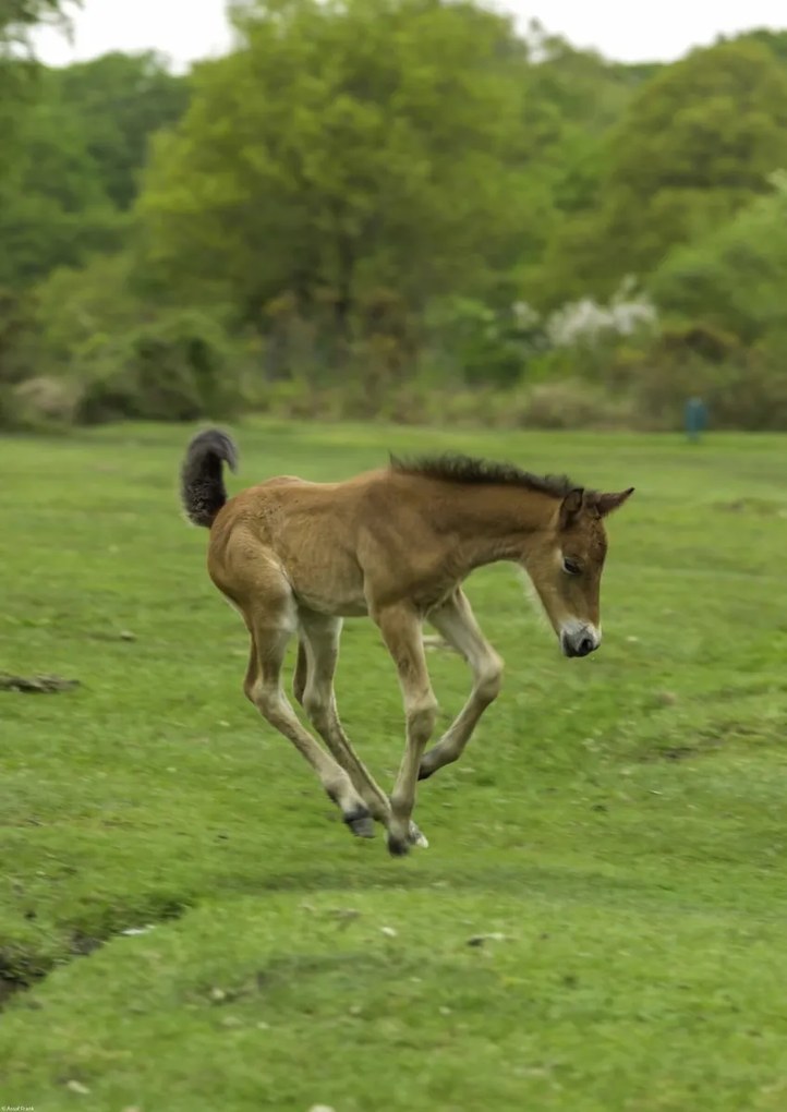 Poszter 42x59,4cm Csikó fut a mezőn, Assaf Frank