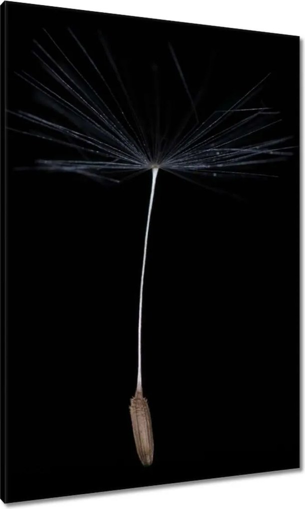 Vászonkép 70x100 Pitypang Virág Virágok