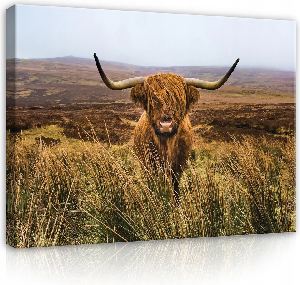 Vászonkép 80x60 Skót felföldi tehén természet tájkép köd hegyek nyugalom