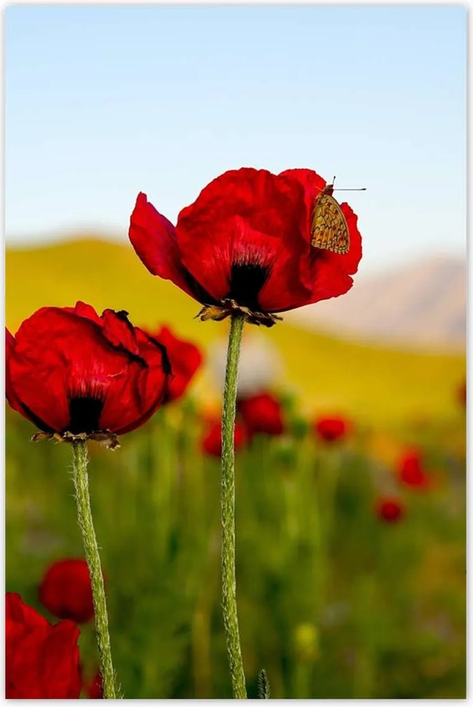 Poszterek 80x120 Piros pipacs Virágok Hegyek