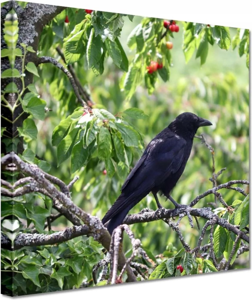 Vászonkép 60x60 Madarak