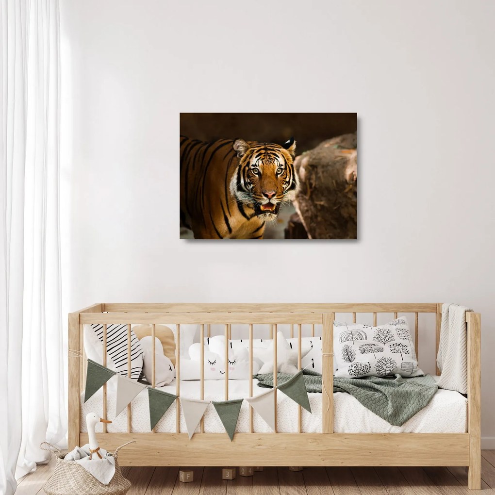 Tigris képe (üvegen) (70x50 cm)