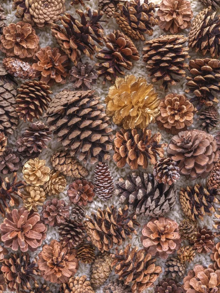 Poszter 30x40cm Fenyőtoboz, Assaf Frank