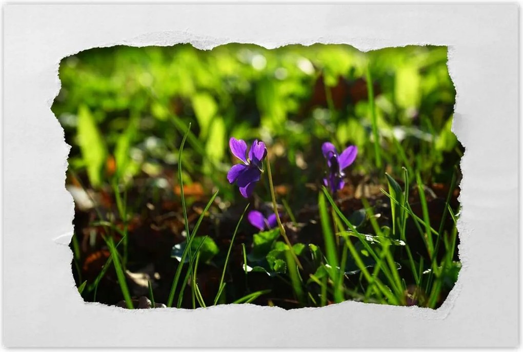 Poszterek 90x60 Mezei ibolya