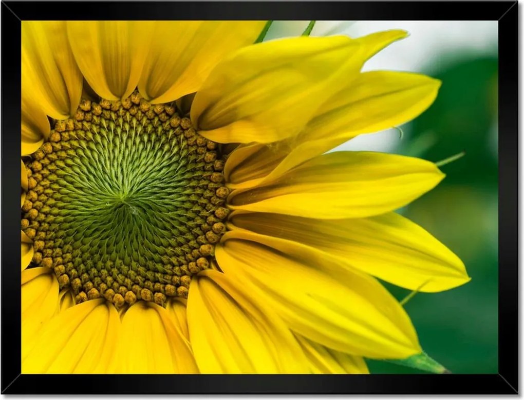 Poszter keretben 40x30 Napraforgó Virág