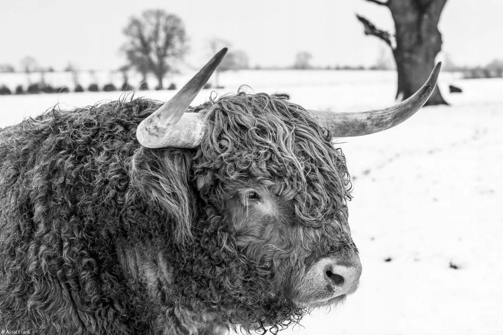 Poszter 30x20cm Hegyi tehén, Assaf Frank