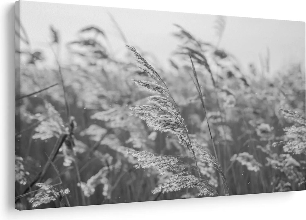 Kép - Fű a szélben (90x60 cm)