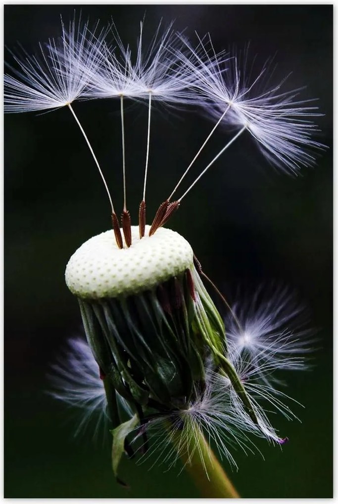 Poszterek 80x120 Pitypang Virág Virágok