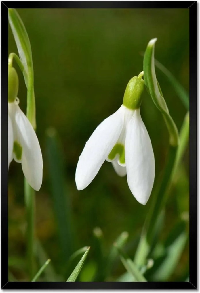 Poszterek keretben 40x60 Hóvirág Virágok