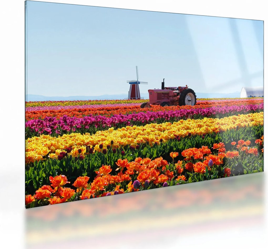 Tulipánfarm képe (üvegen) (70x50 cm)