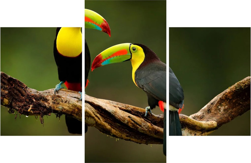 Ülő tukánok képe, Costa Rica (90x60 cm)