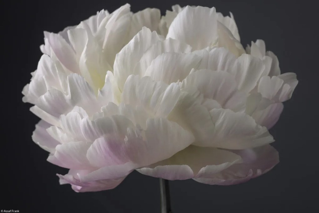 Poszter 30x20cm Bazsarózsa virág, Assaf Frank