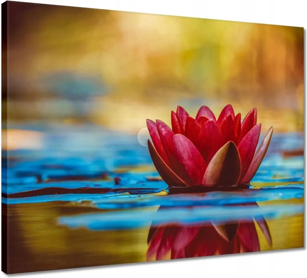 Vászonkép 50x40 Vízi liliom Virág Víz