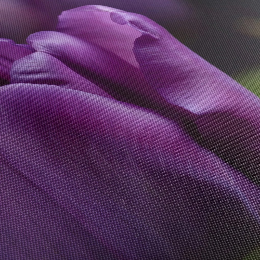 Tulipán vírág képe (70x50 cm)