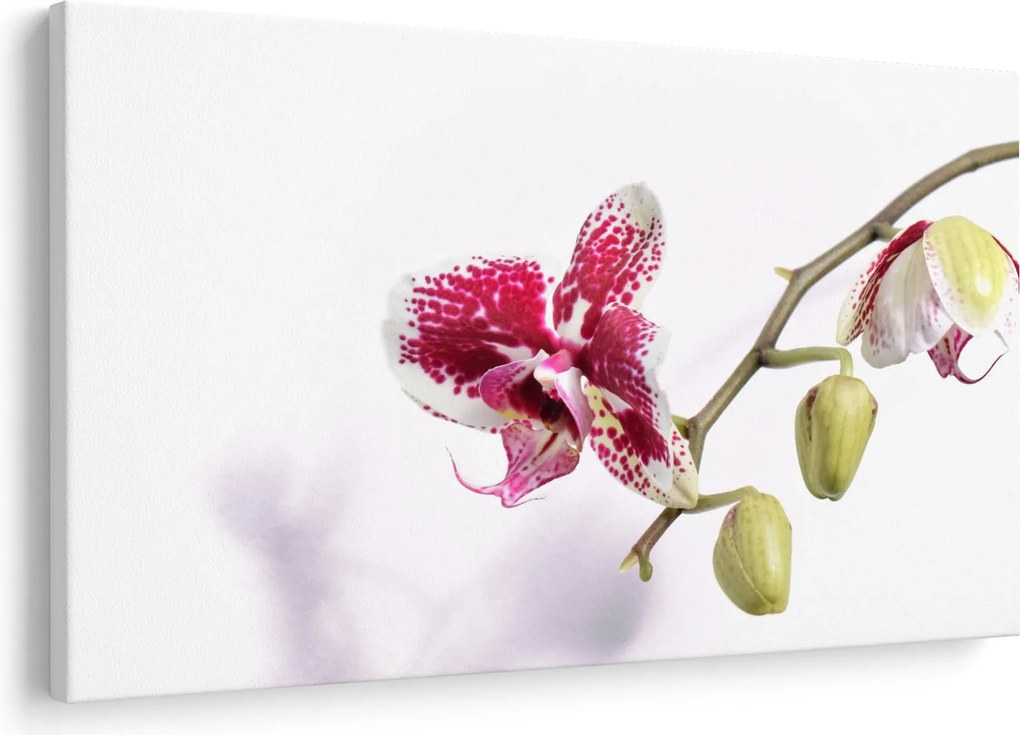 Orchidea virág képe (90x60 cm)