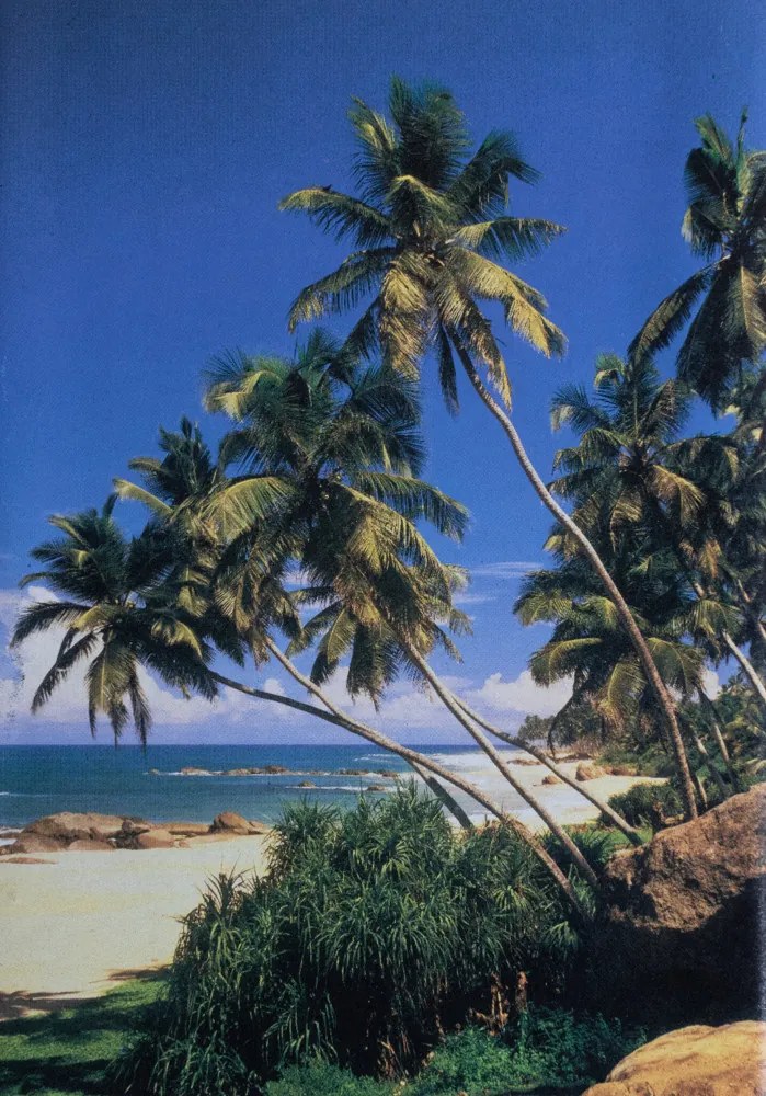 Poszter 46-9G, Tengerpart pálmafákkal (198x291 cm)