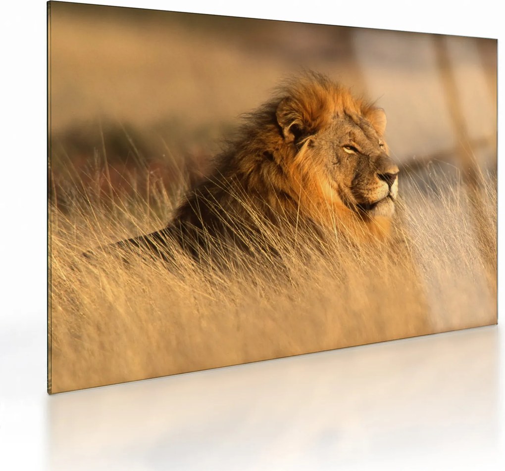 Üveg kép - Etosha Nemzeti Park (70x50 cm)