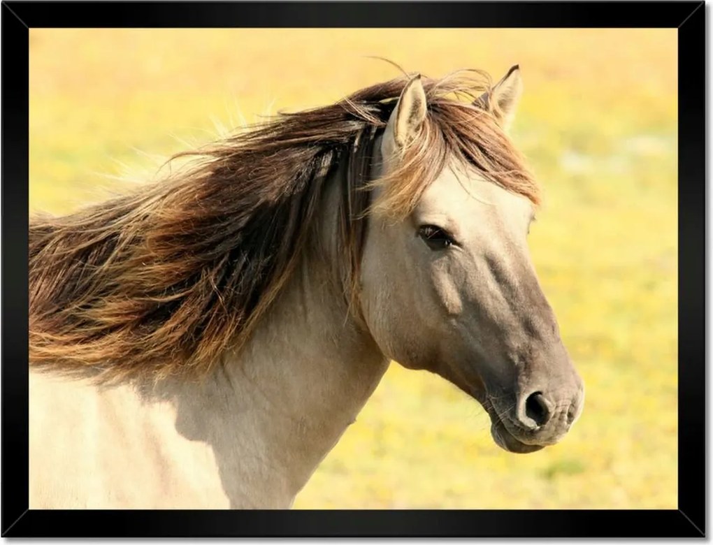 Poszterek keretben 40x30 Lófej