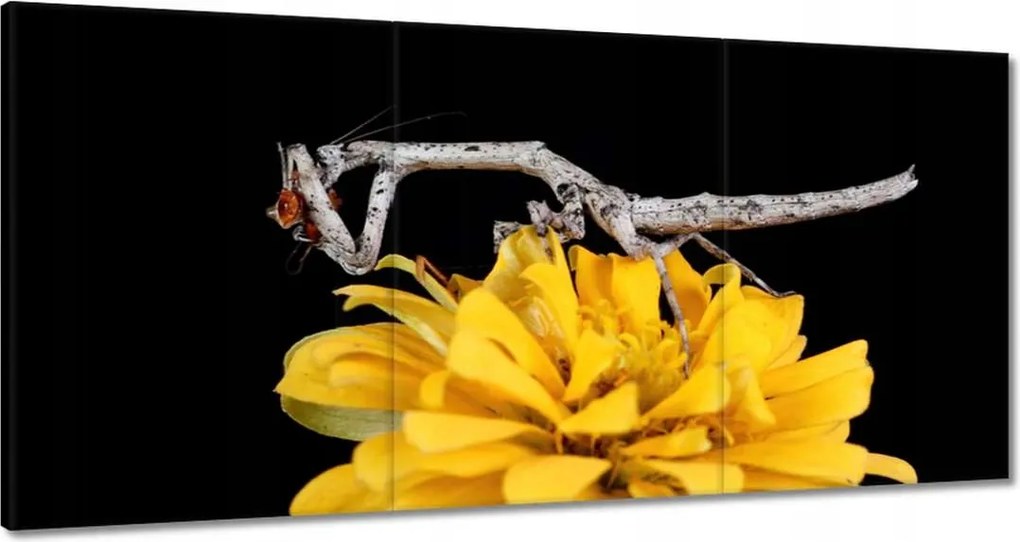 Vászonkép 180x90 Sáska popa spurca