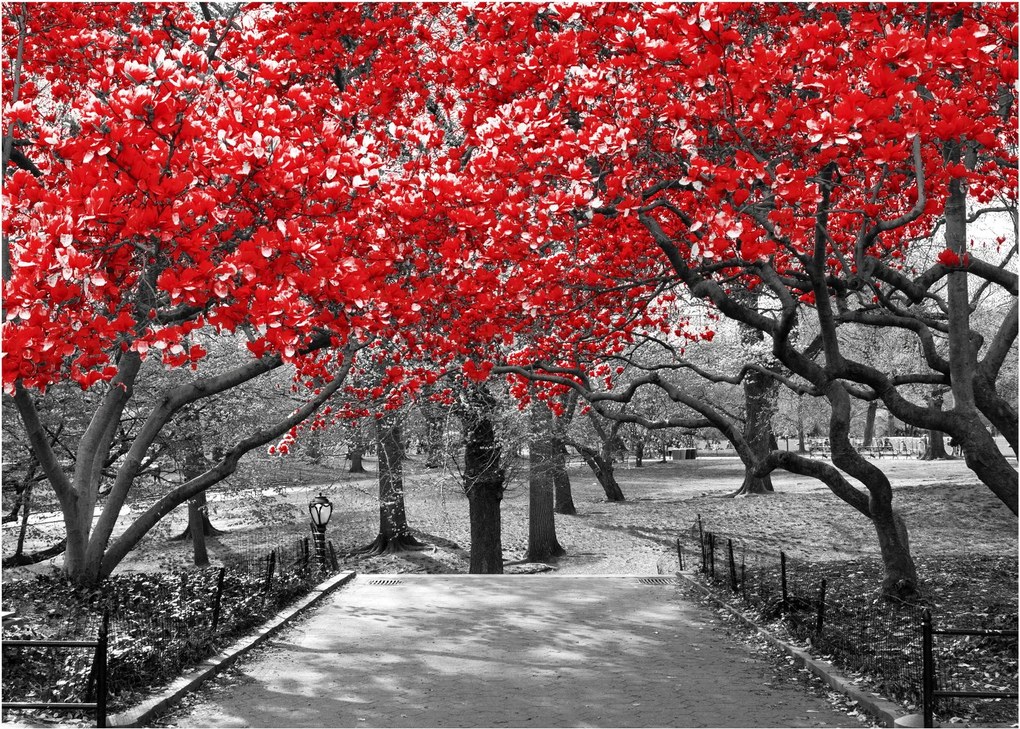 Kép - vörös fák,Central Park, New York (70x50 cm)