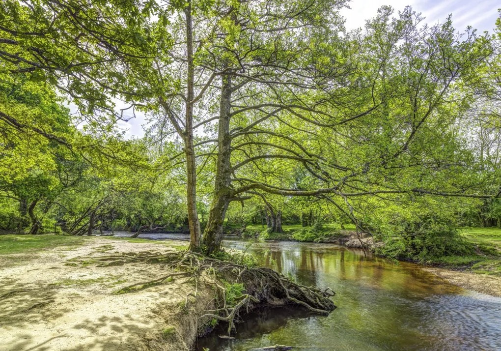 Poszter 100x70cm Tó az erdőben 2, Assaf Frank