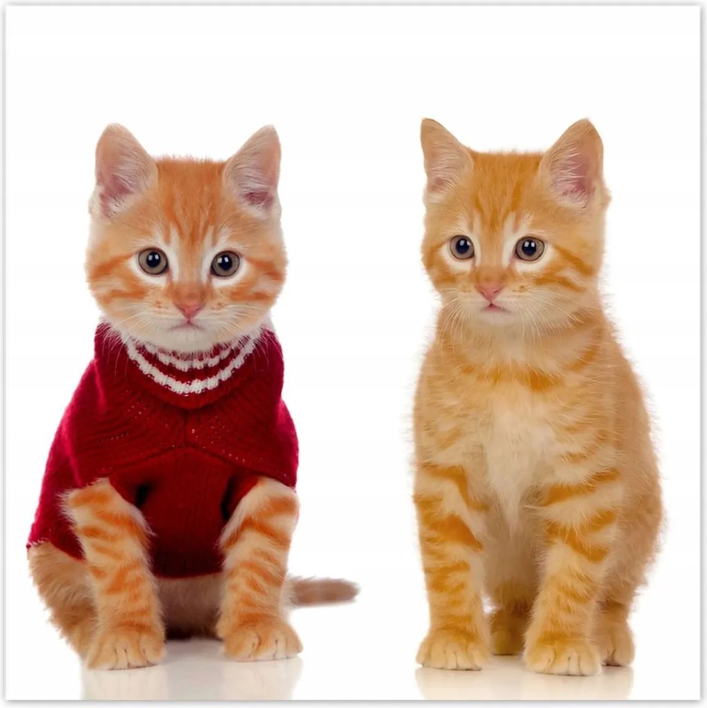 Poszterek 100x100 Cica Cicák